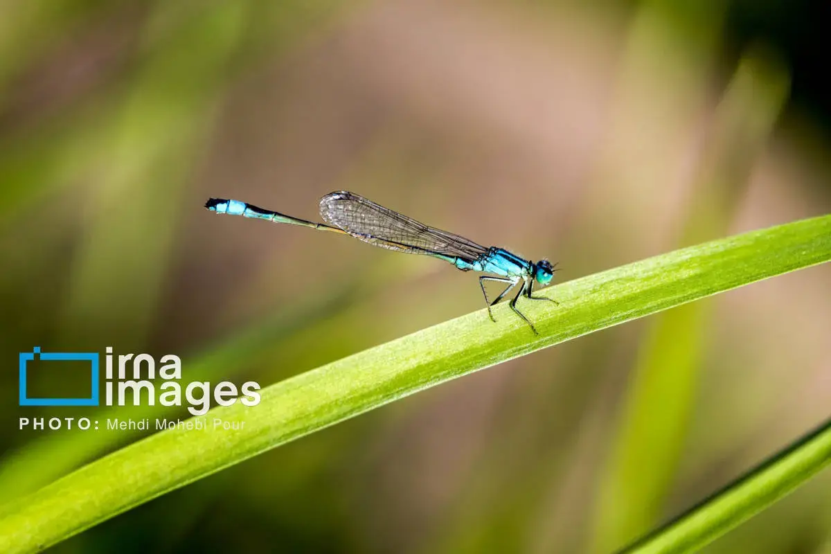 حشرات نگهبانان کوچک طبیعت مازندران