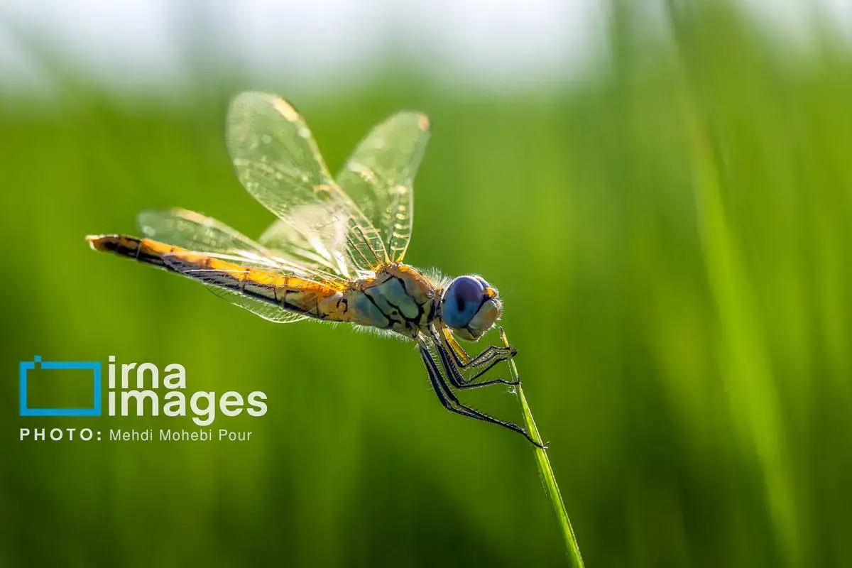 حشرات نگهبانان کوچک طبیعت مازندران