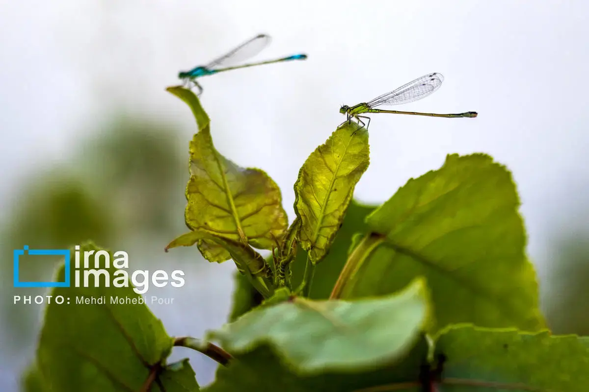 حشرات نگهبانان کوچک طبیعت مازندران