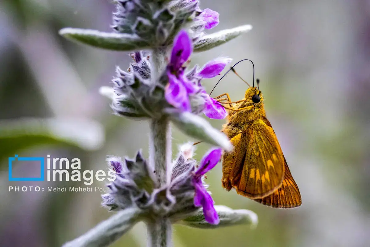 حشرات نگهبانان کوچک طبیعت مازندران