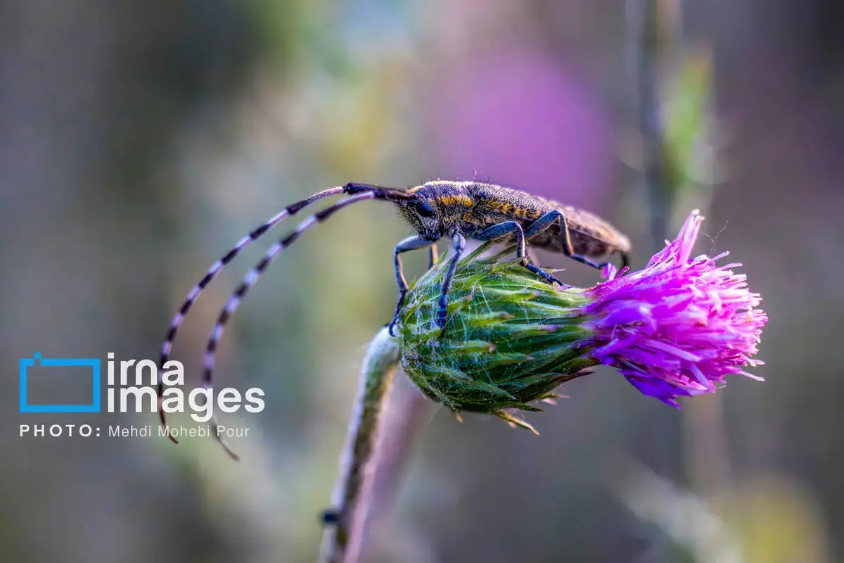 حشرات نگهبانان کوچک طبیعت مازندران
