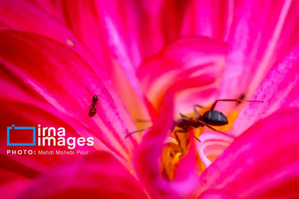 حشرات نگهبانان کوچک طبیعت مازندران