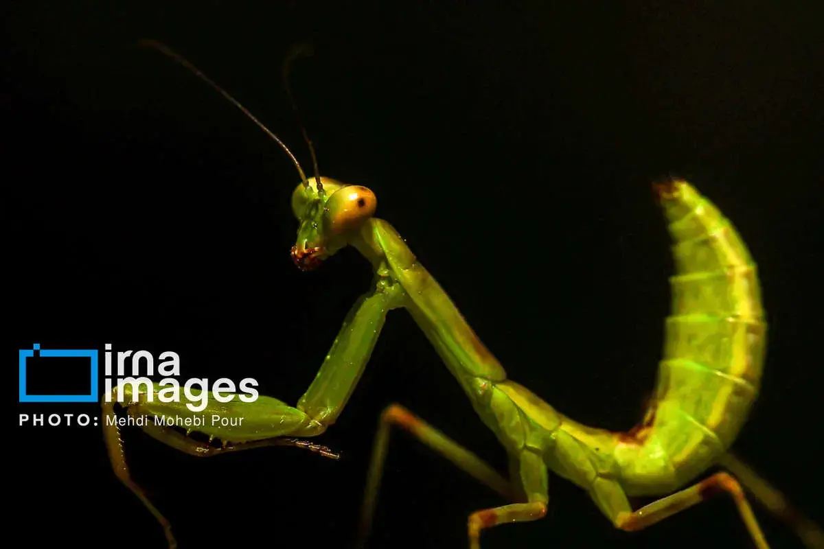 حشرات نگهبانان کوچک طبیعت مازندران