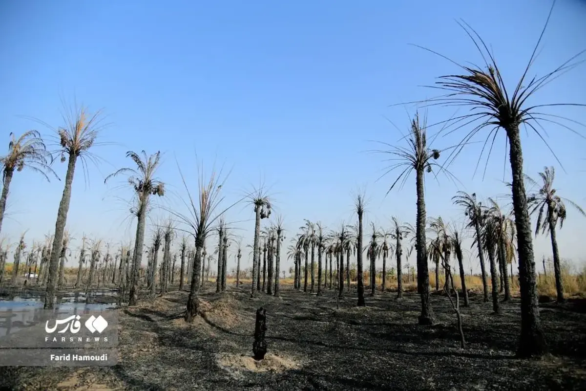 حال و روز نخلستان منیوحی پس از آتش‌سوزی