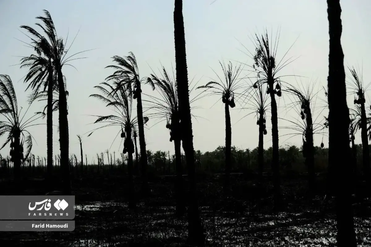 حال و روز نخلستان منیوحی پس از آتش‌سوزی