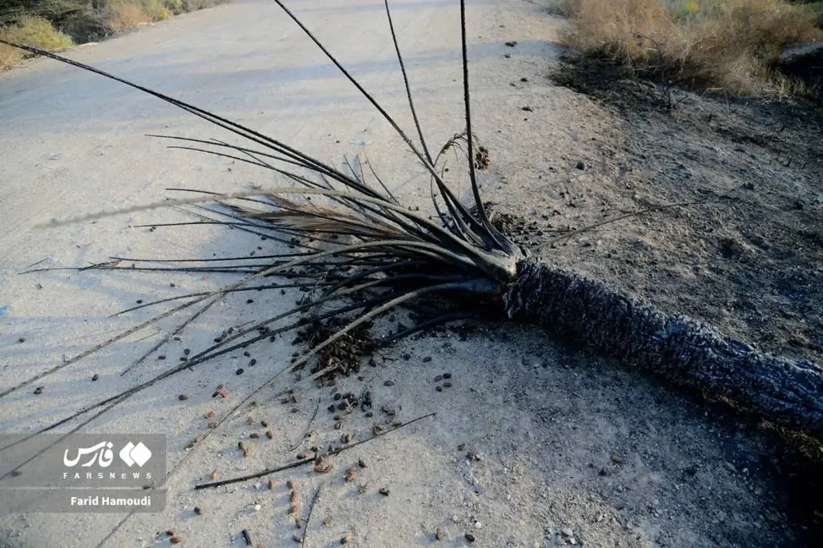 حال و روز نخلستان منیوحی پس از آتش‌سوزی