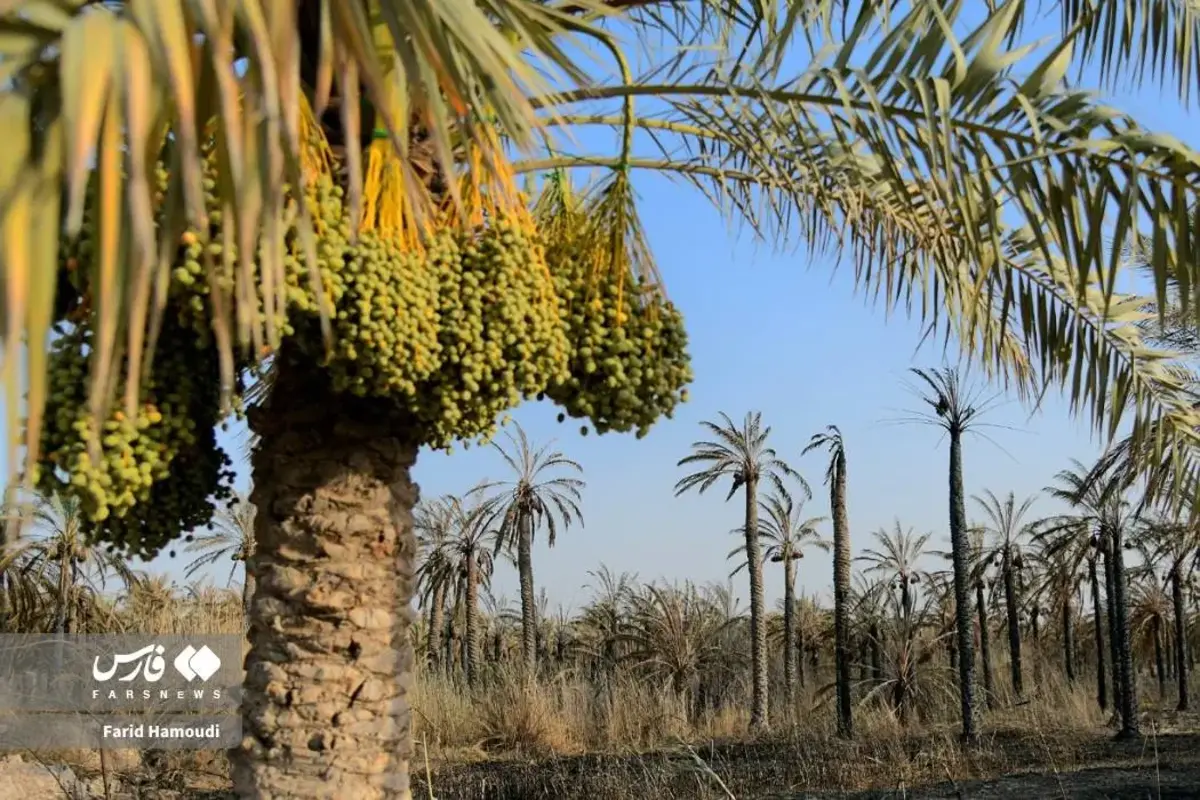 حال و روز نخلستان منیوحی پس از آتش‌سوزی