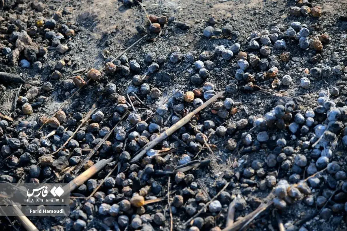 حال و روز نخلستان منیوحی پس از آتش‌سوزی