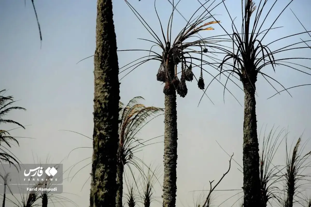 حال و روز نخلستان منیوحی پس از آتش‌سوزی