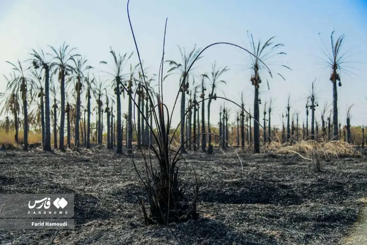 حال و روز نخلستان منیوحی پس از آتش‌سوزی