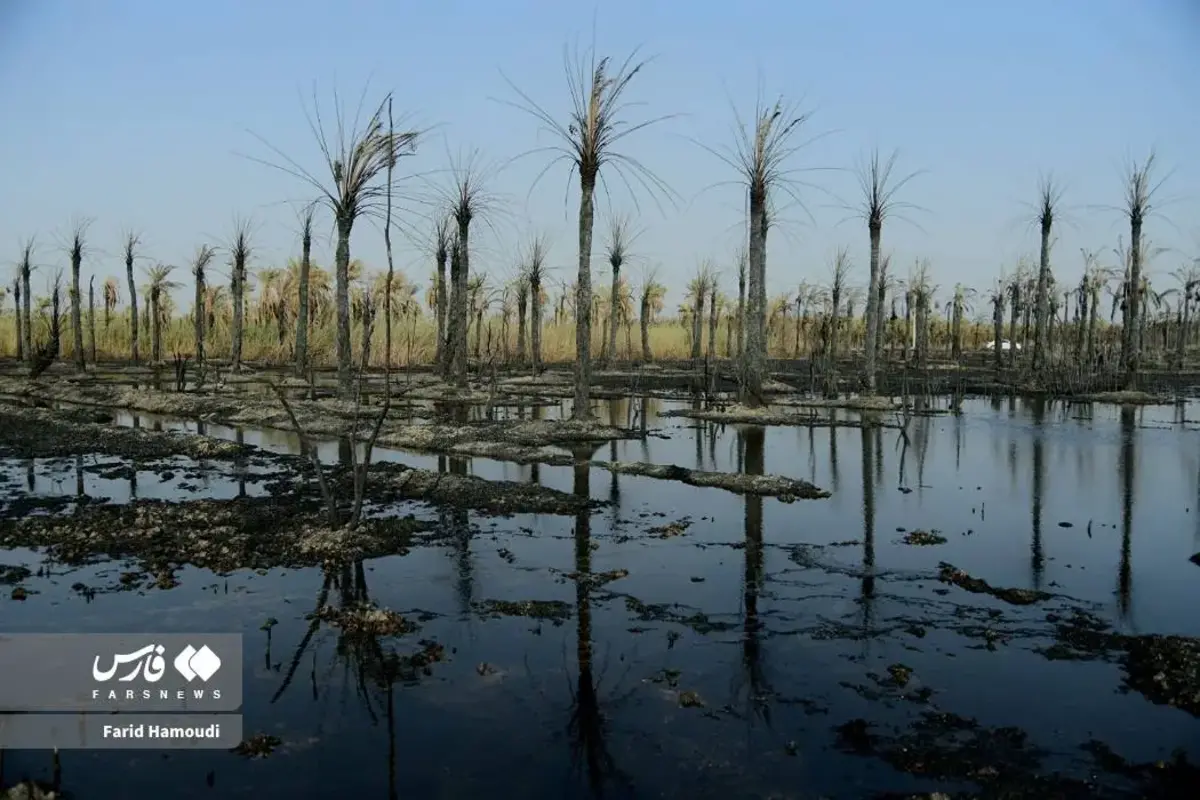 حال و روز نخلستان منیوحی پس از آتش‌سوزی