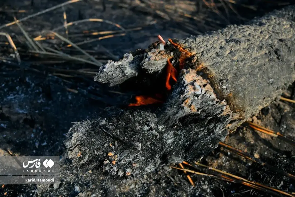 حال و روز نخلستان منیوحی پس از آتش‌سوزی