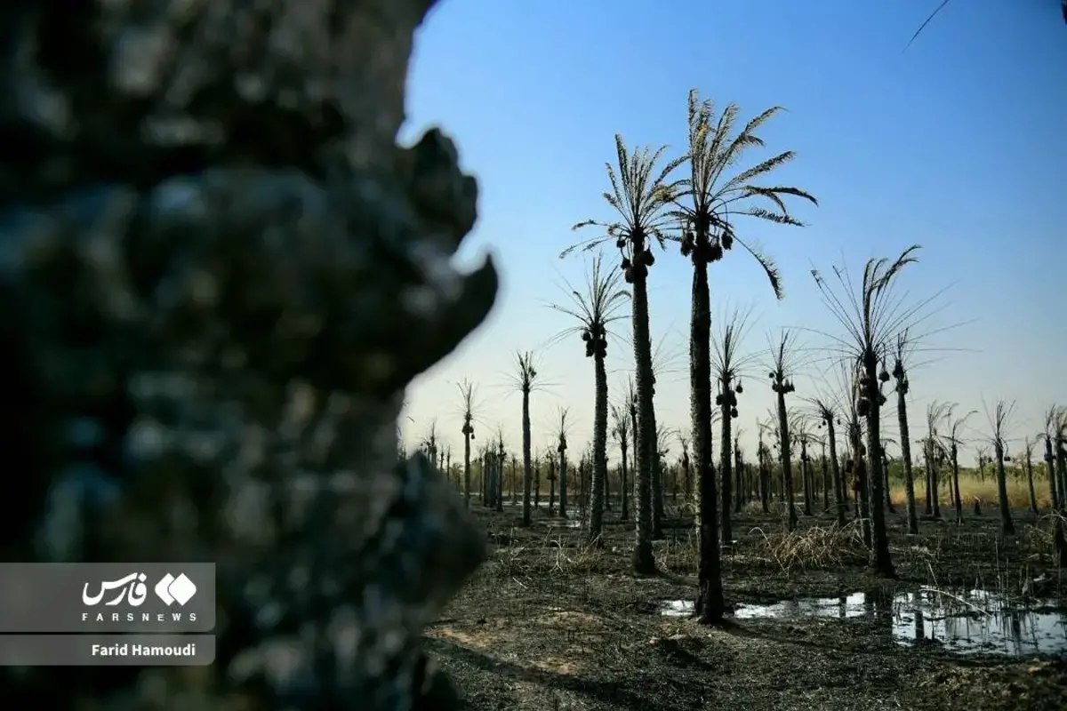حال و روز نخلستان منیوحی پس از آتش‌سوزی
