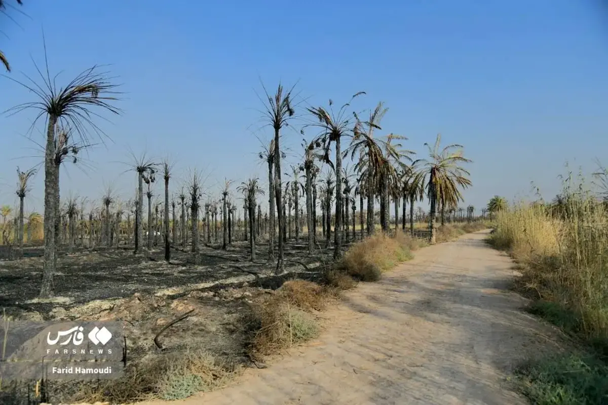 حال و روز نخلستان منیوحی پس از آتش‌سوزی