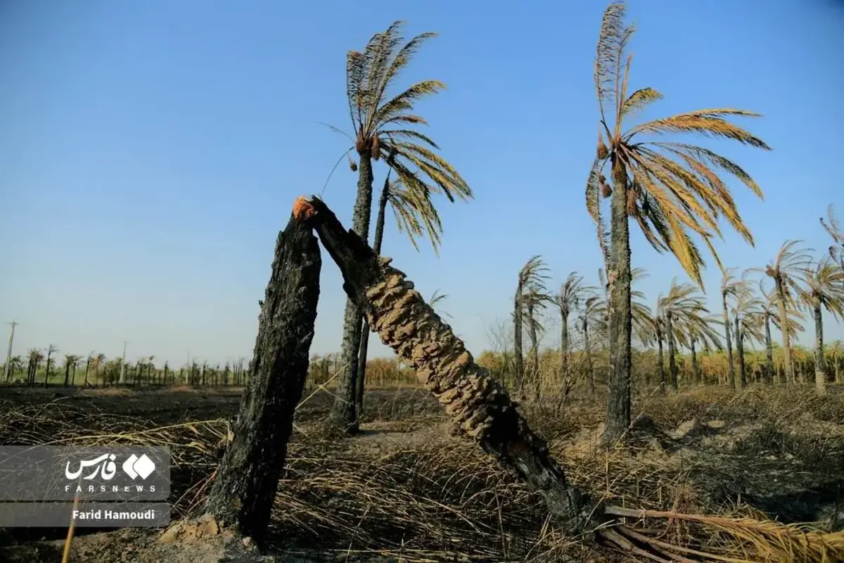 حال و روز نخلستان منیوحی پس از آتش‌سوزی