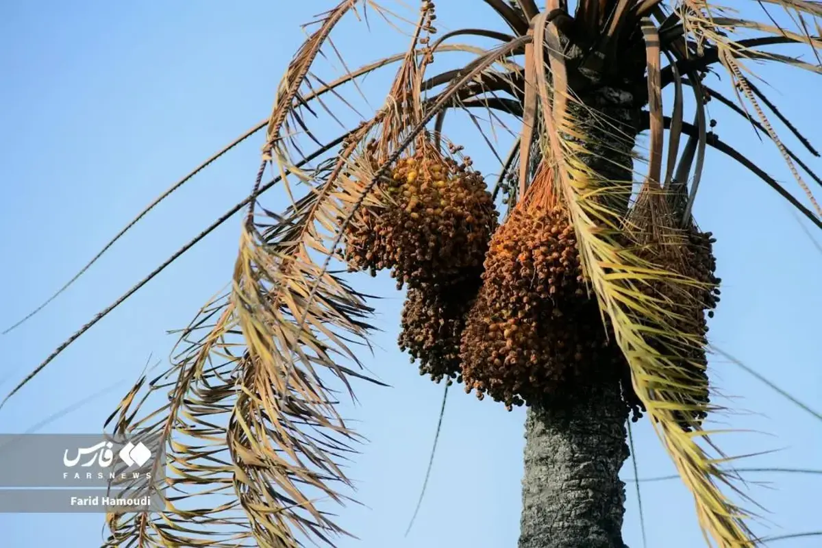 حال و روز نخلستان منیوحی پس از آتش‌سوزی