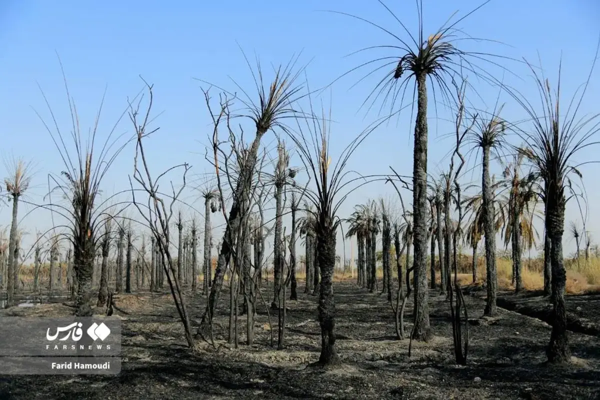 حال و روز نخلستان منیوحی پس از آتش‌سوزی
