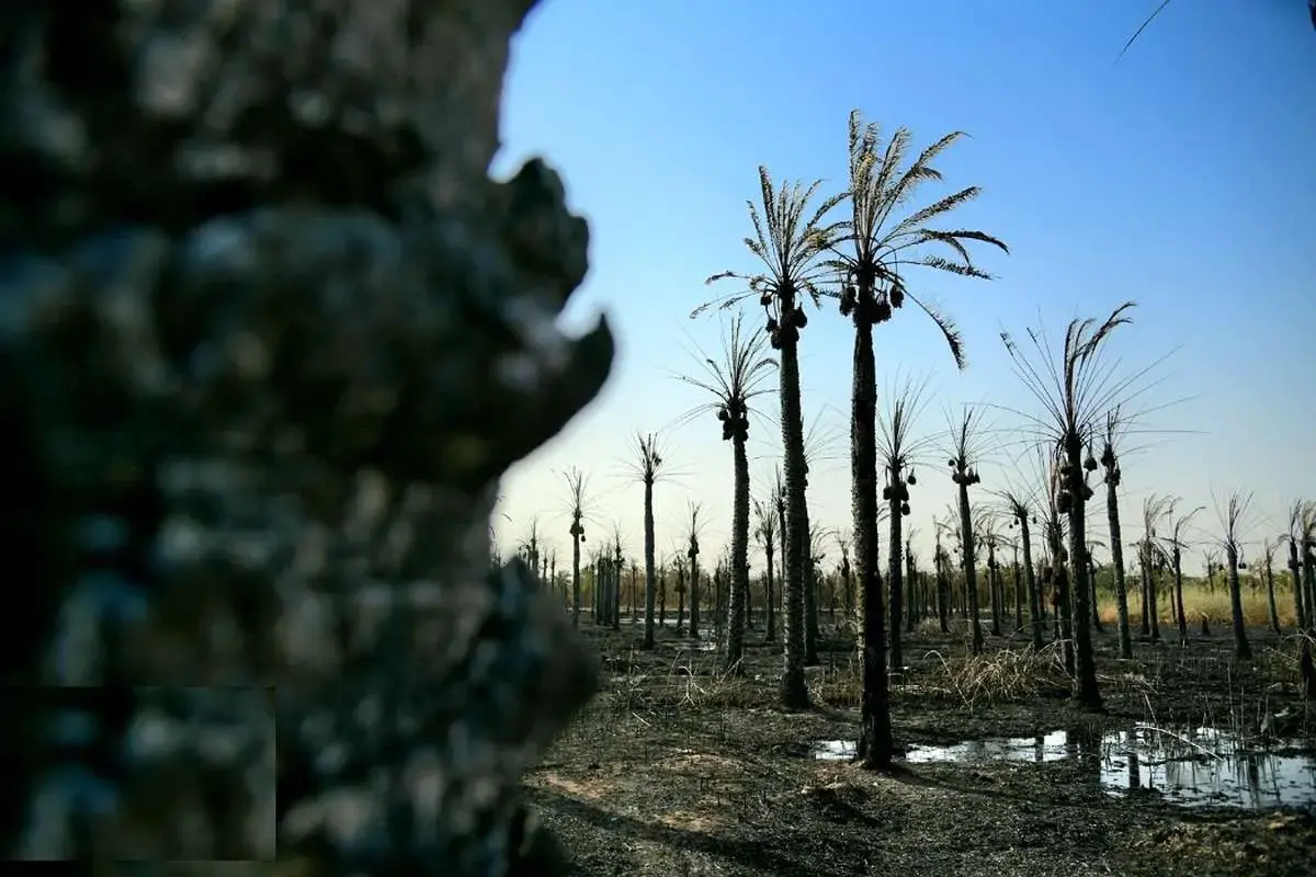 حال و روز نخلستان منیوحی پس از آتش‌سوزی