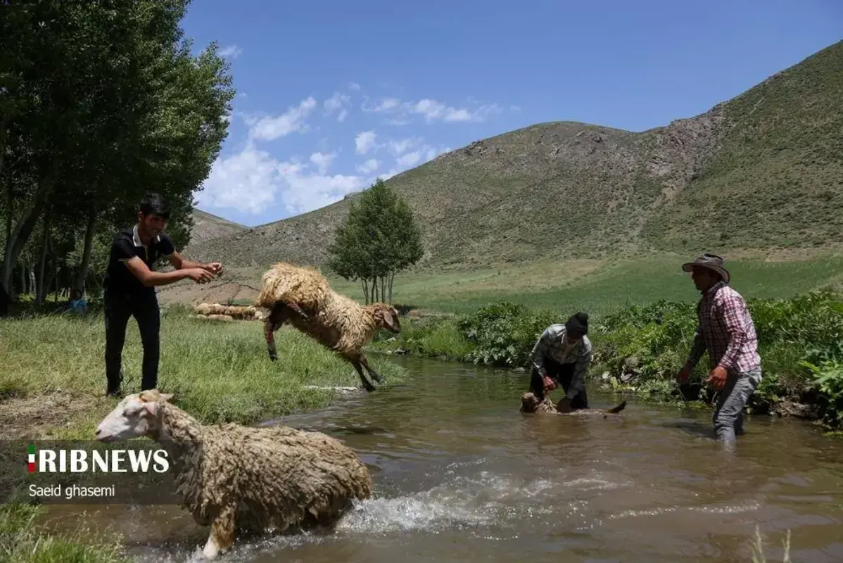 پشم شویی سنت کهن عشایر ارسباران