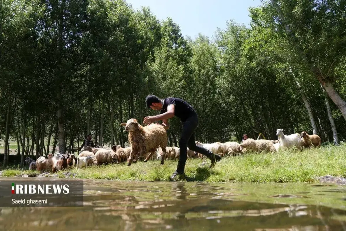 پشم شویی سنت کهن عشایر ارسباران
