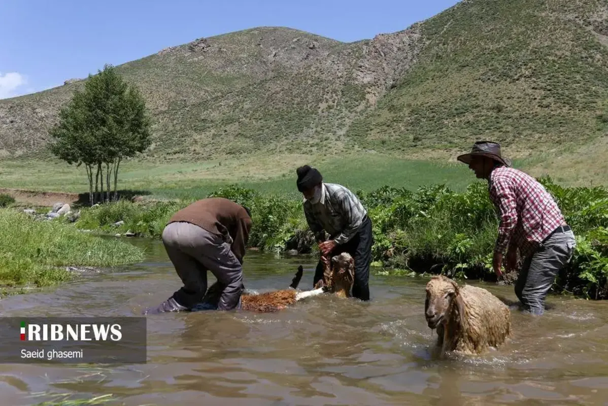 پشم شویی سنت کهن عشایر ارسباران