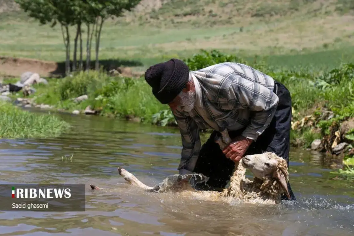 پشم شویی سنت کهن عشایر ارسباران