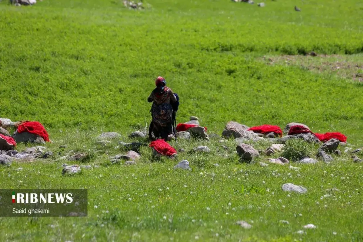 پشم شویی سنت کهن عشایر ارسباران