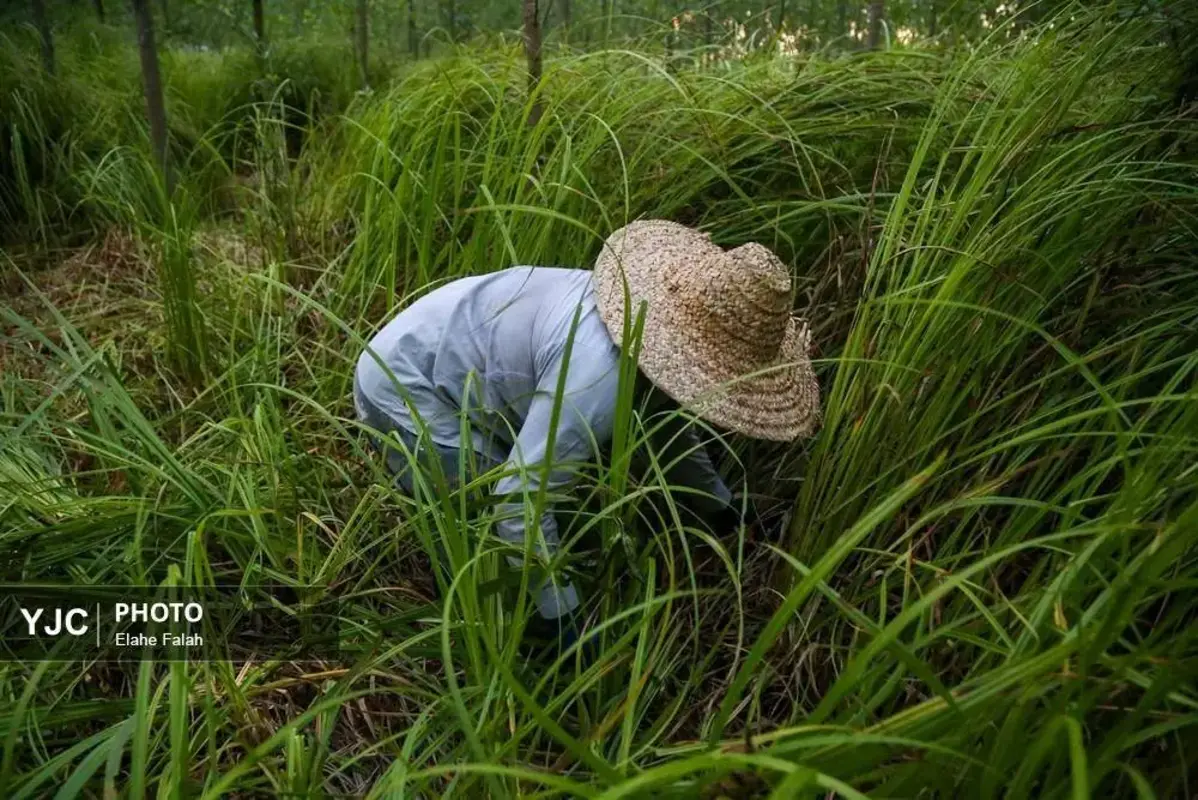 جادوی لی با هنرنمایی زنان گیلان