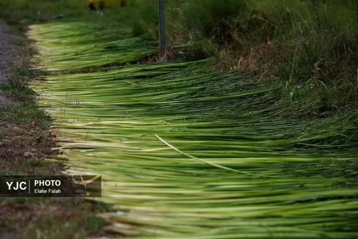 جادوی لی با هنرنمایی زنان گیلان