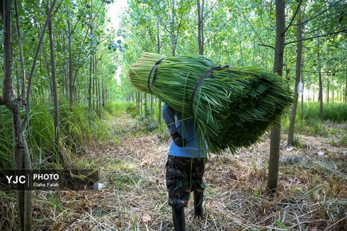 جادوی لی با هنرنمایی زنان گیلان