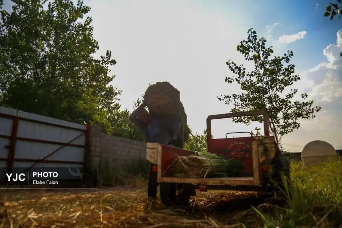 جادوی لی با هنرنمایی زنان گیلان