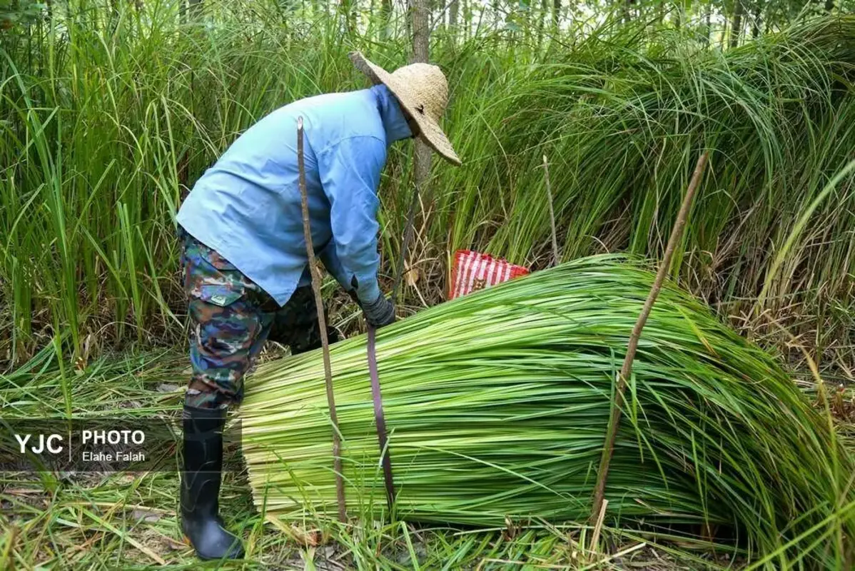 جادوی لی با هنرنمایی زنان گیلان