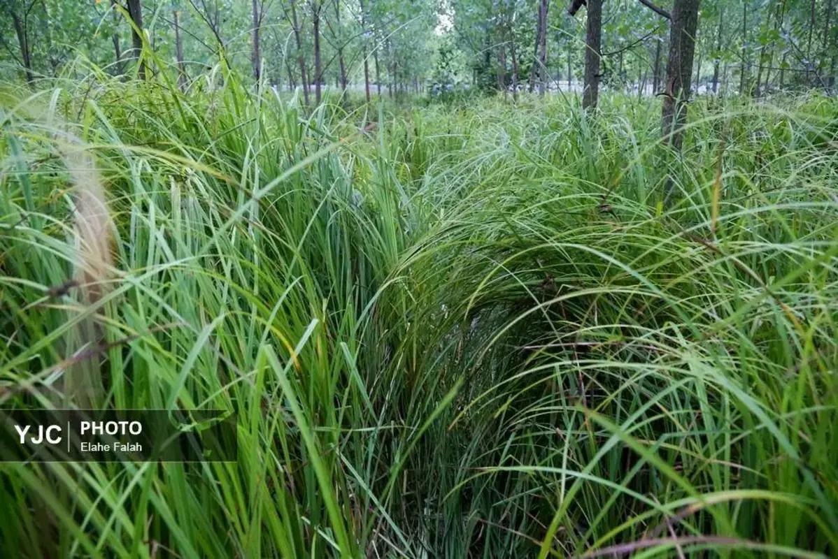 جادوی لی با هنرنمایی زنان گیلان