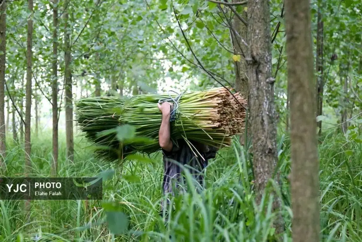 جادوی لی با هنرنمایی زنان گیلان