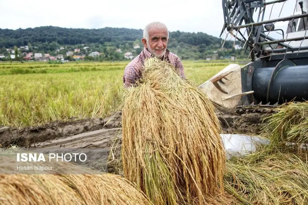 برداشت مکانیزه برنج در سوادکوه