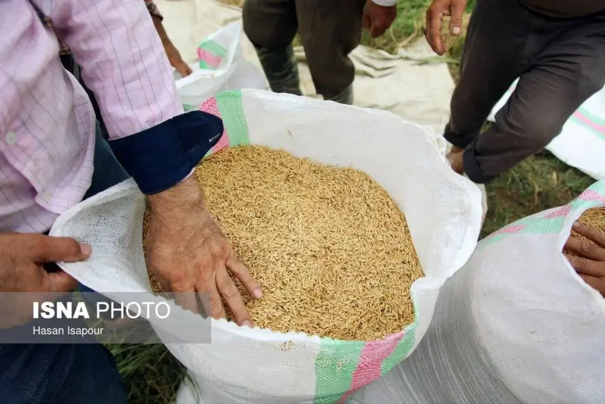 برداشت مکانیزه برنج در سوادکوه