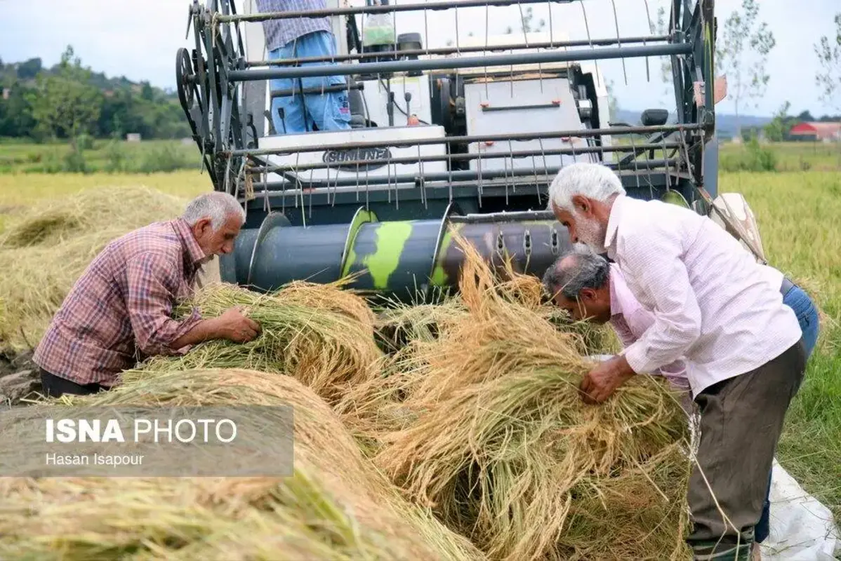 برداشت مکانیزه برنج در سوادکوه