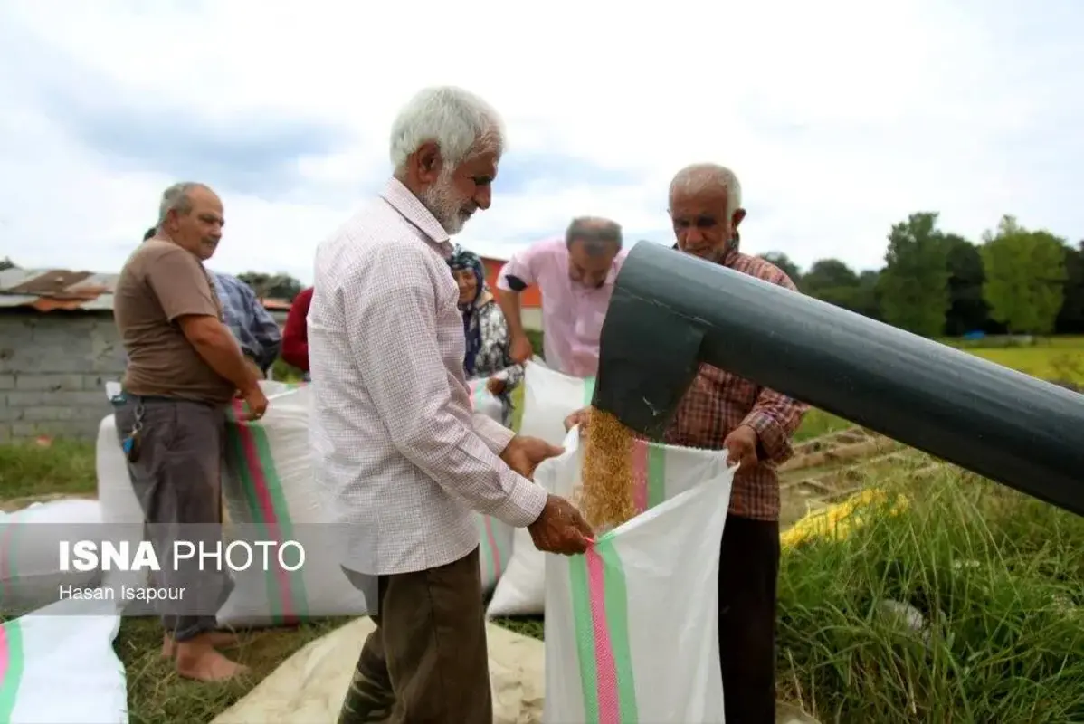 برداشت مکانیزه برنج در سوادکوه