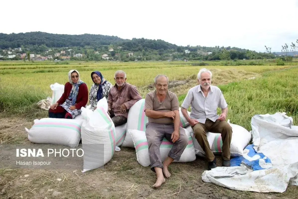 برداشت مکانیزه برنج در سوادکوه