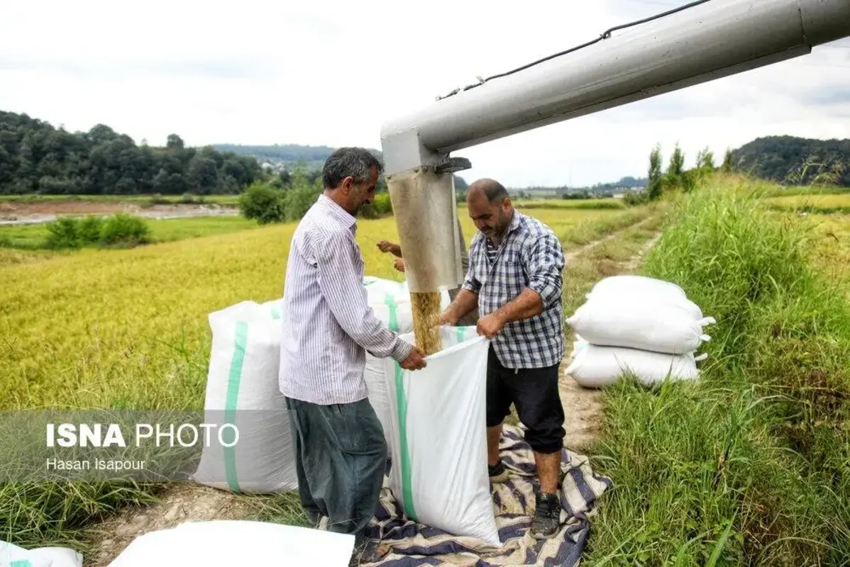 برداشت مکانیزه برنج در سوادکوه