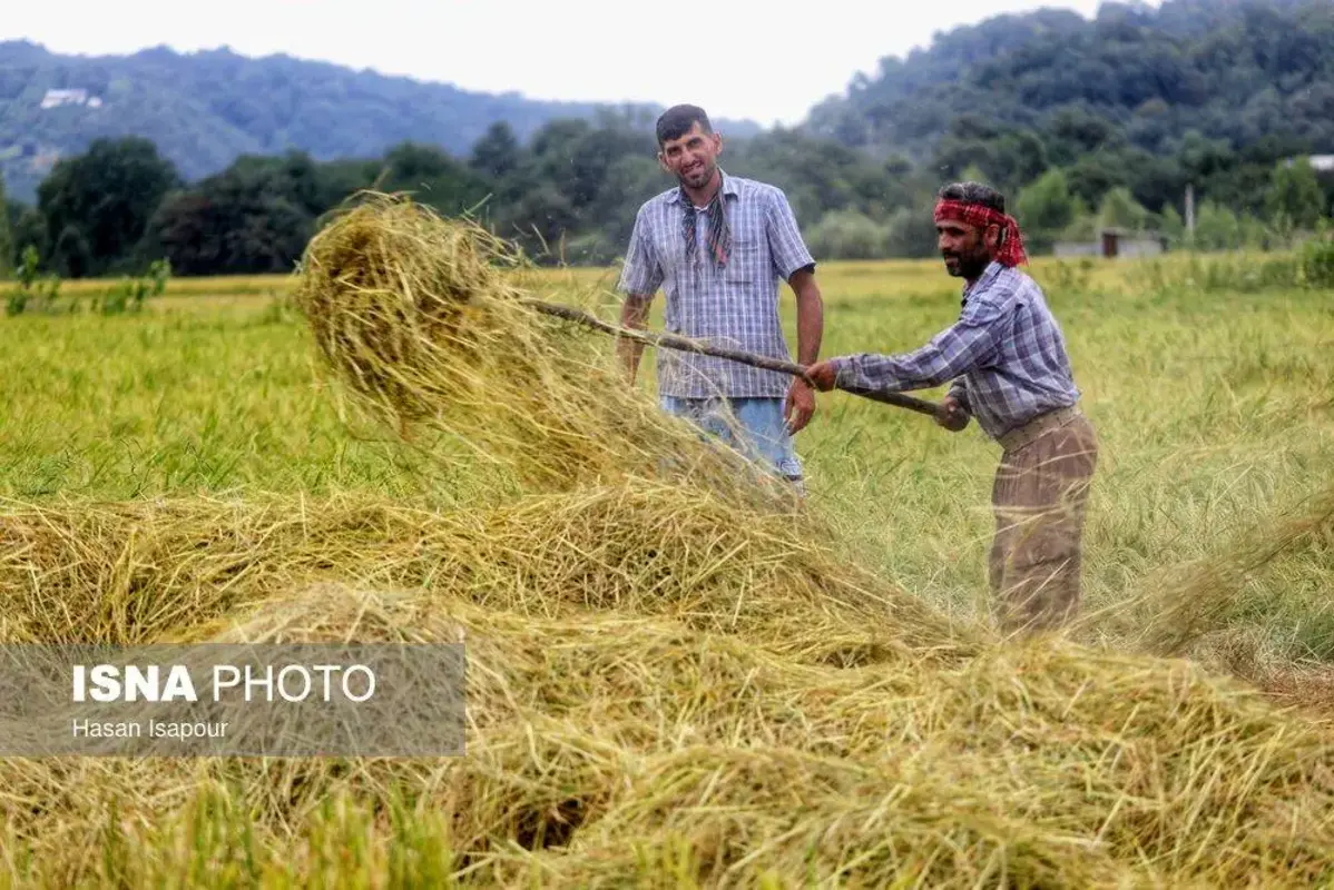 برداشت مکانیزه برنج در سوادکوه