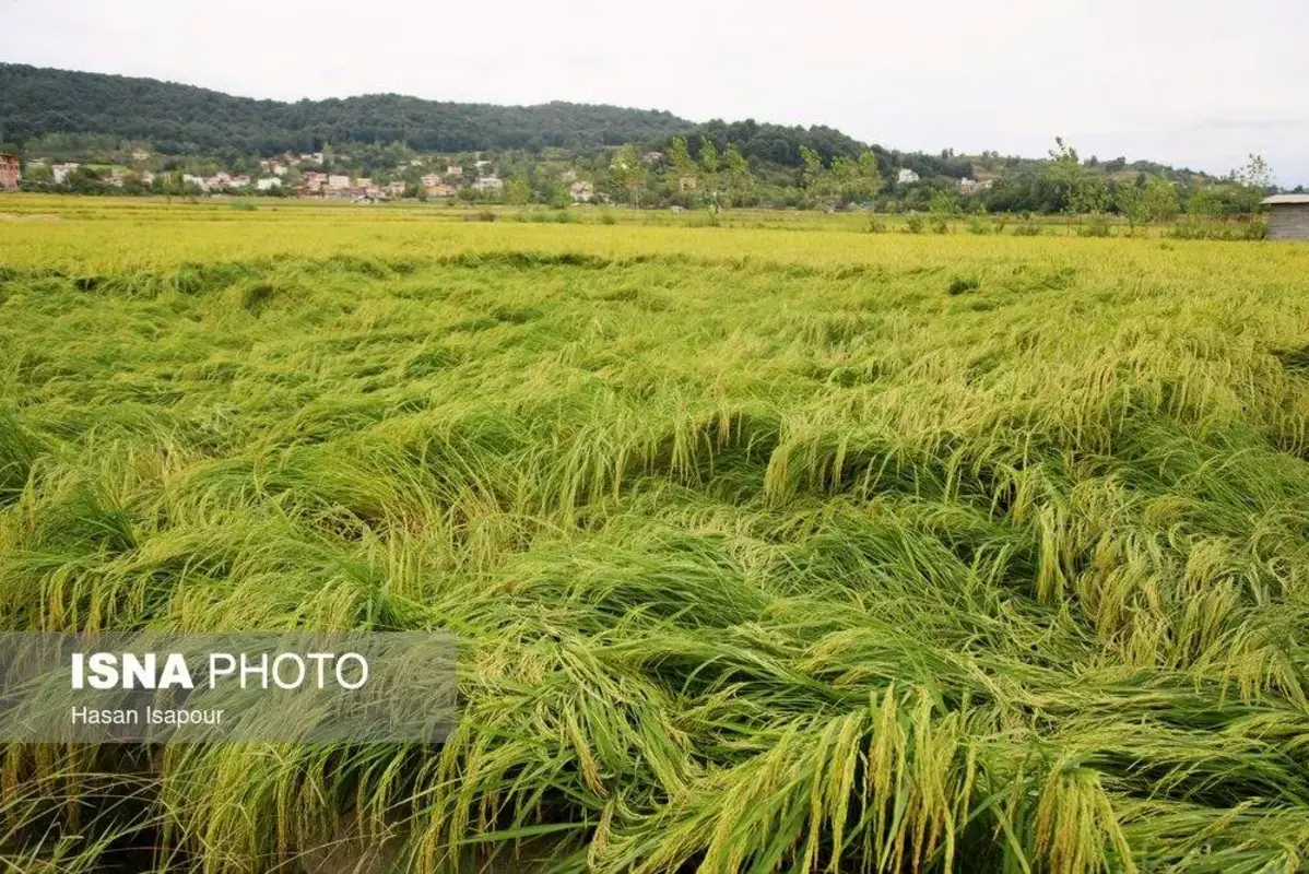 برداشت مکانیزه برنج در سوادکوه