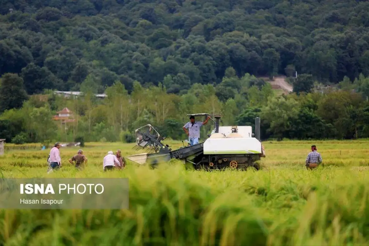 برداشت مکانیزه برنج در سوادکوه