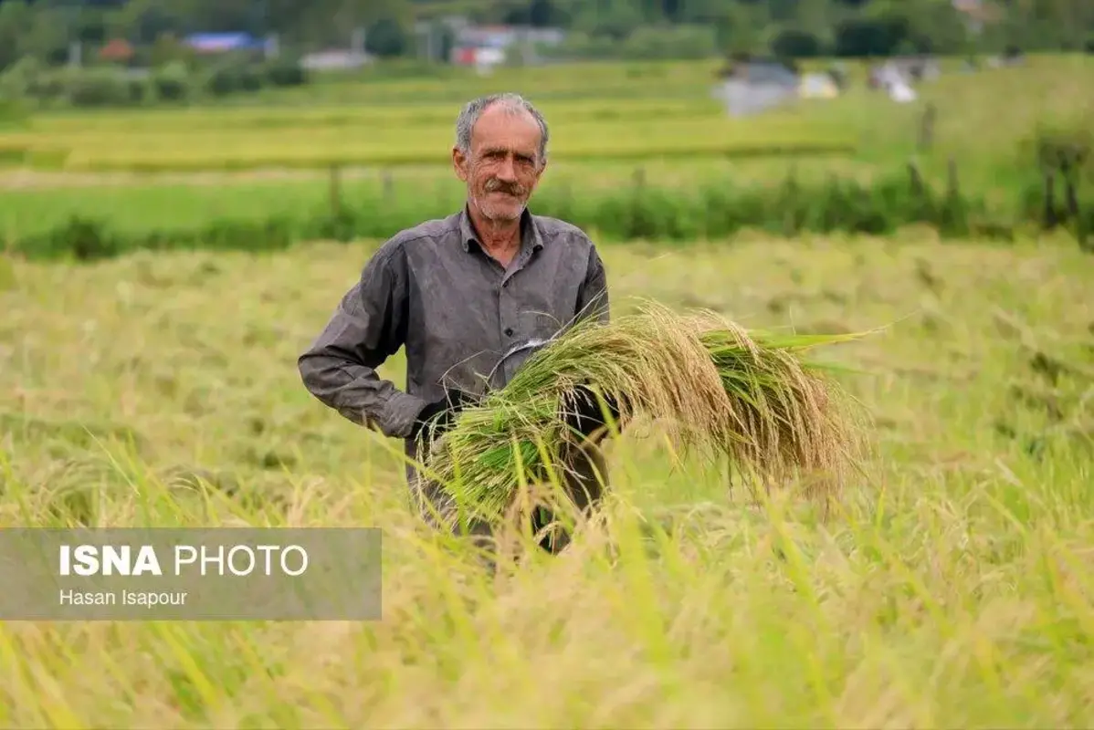 برداشت مکانیزه برنج در سوادکوه