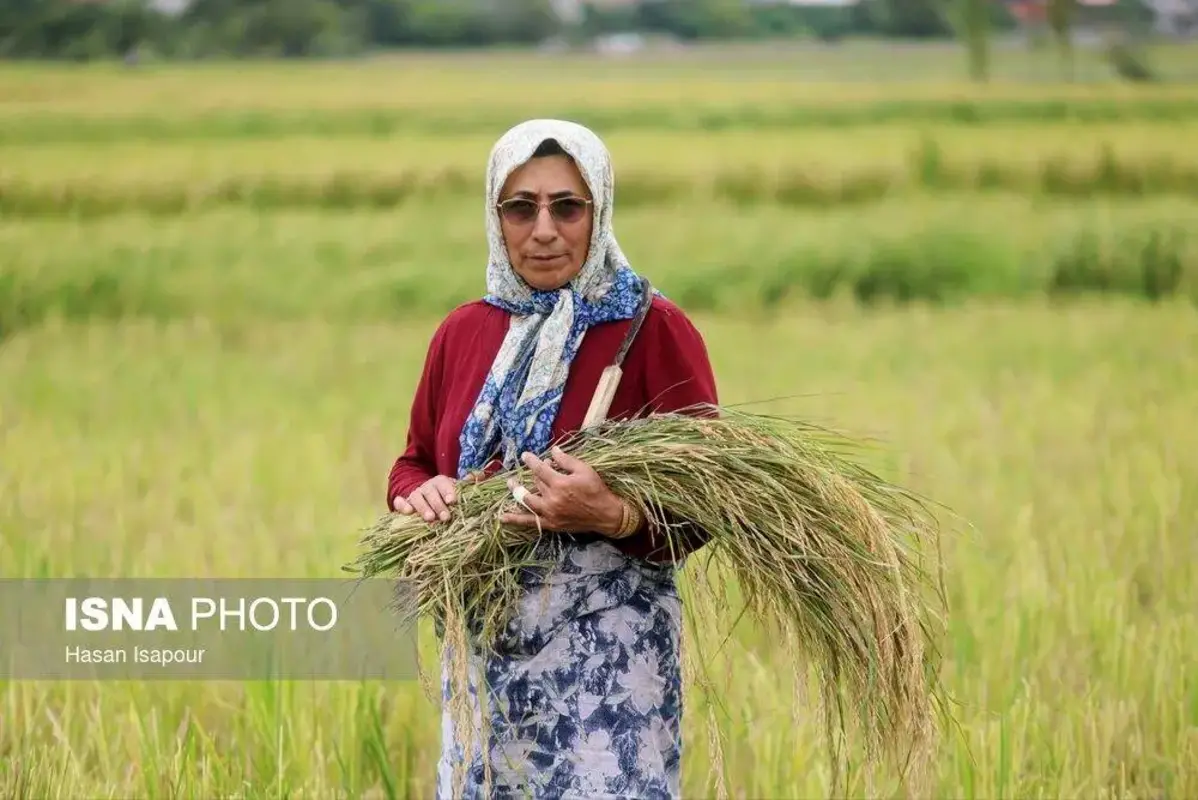 برداشت مکانیزه برنج در سوادکوه