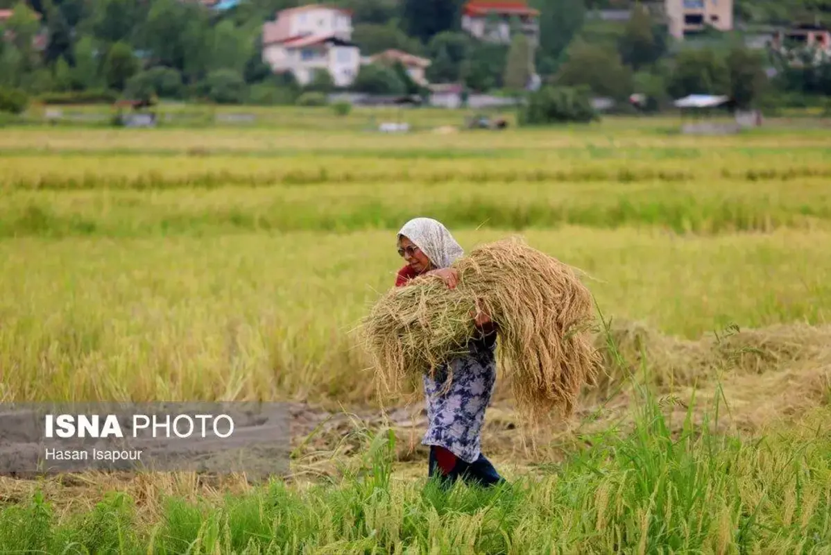 برداشت مکانیزه برنج در سوادکوه