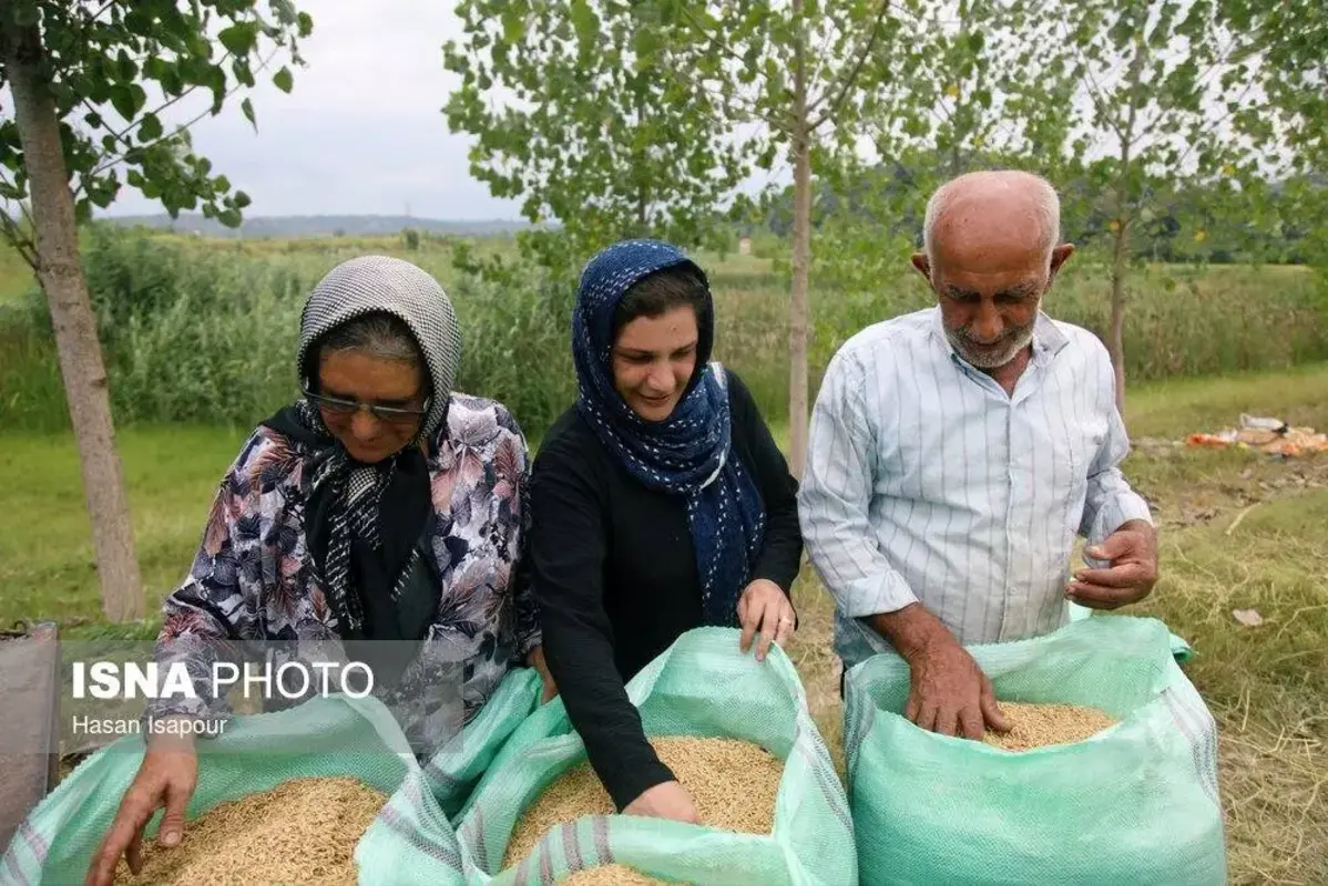 برداشت مکانیزه برنج در سوادکوه