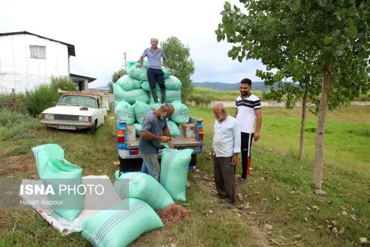 برداشت مکانیزه برنج در سوادکوه