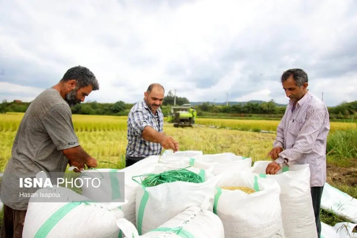 برداشت مکانیزه برنج در سوادکوه