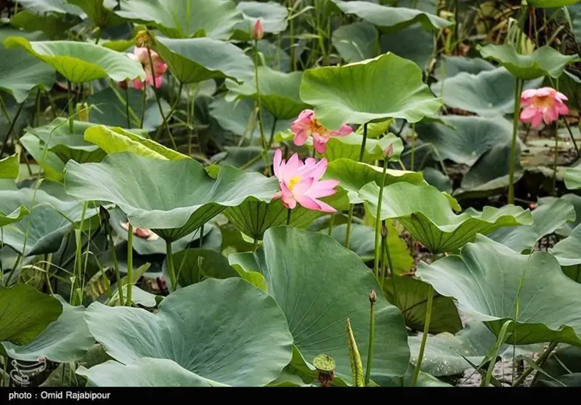 سوستان گیلان جواهری سبز میان تالاب‌ها